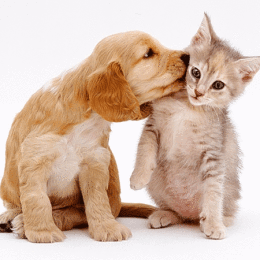 cute-cat-and-dog-pictures-1