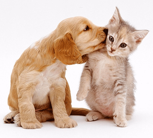 cute-cat-and-dog-pictures-1